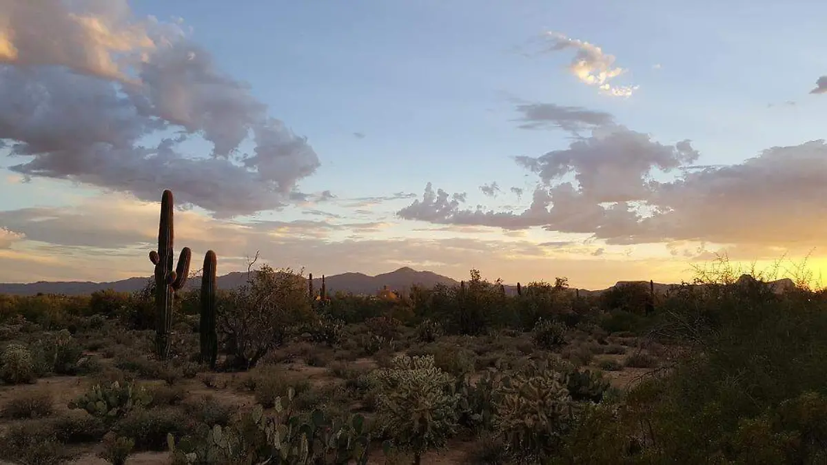 Desierto de Sonora